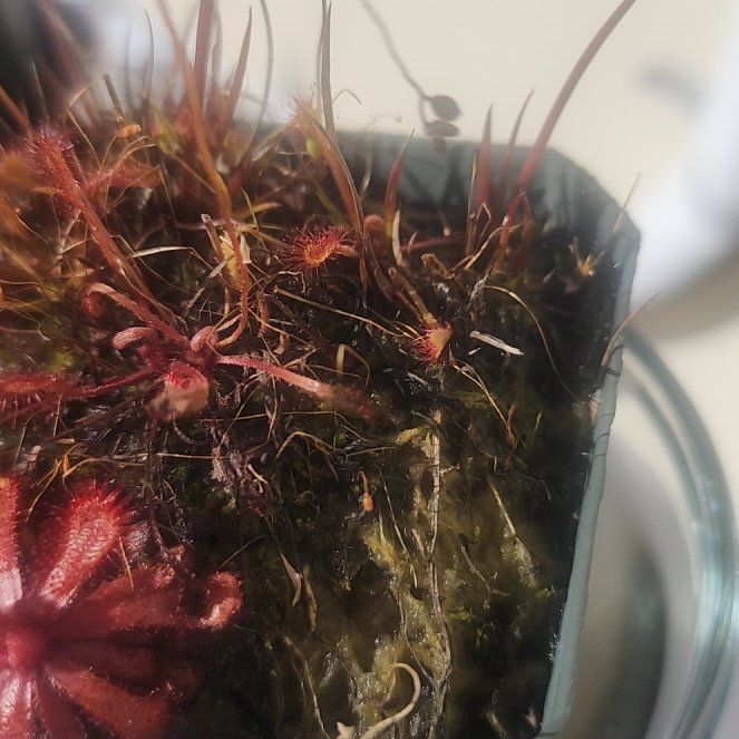 Photo of the plant species Slenderleaf Sundew by @renegatie named Fernie Mercury on Greg, the plant care app