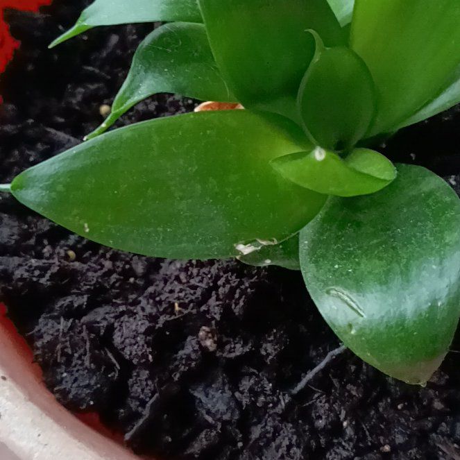 Photo of the plant species dwarf snake plant ocean star by @DoyenneTaraire named Harry on Greg, the plant care app