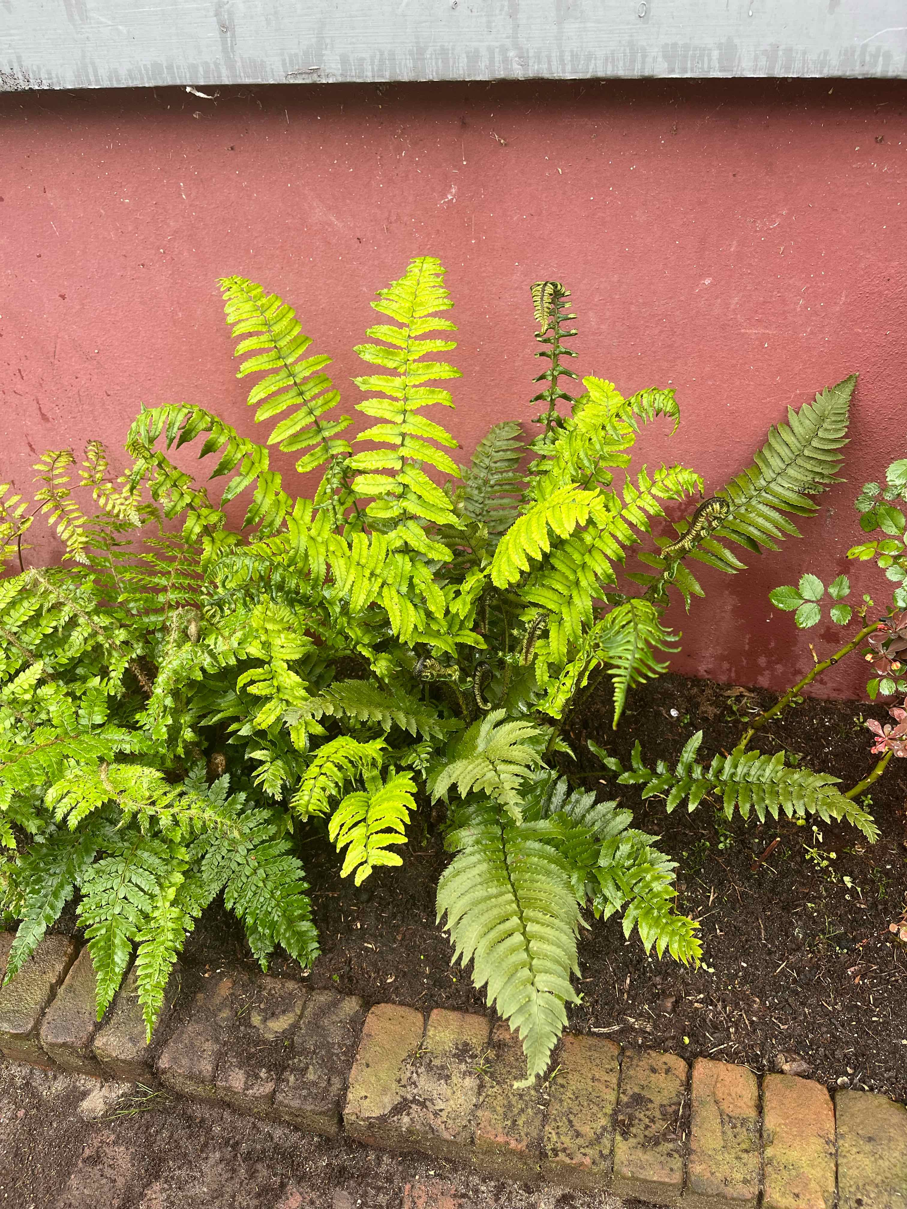 Plant care for Arachniodes pseudoaristata on Greg, the plant care app