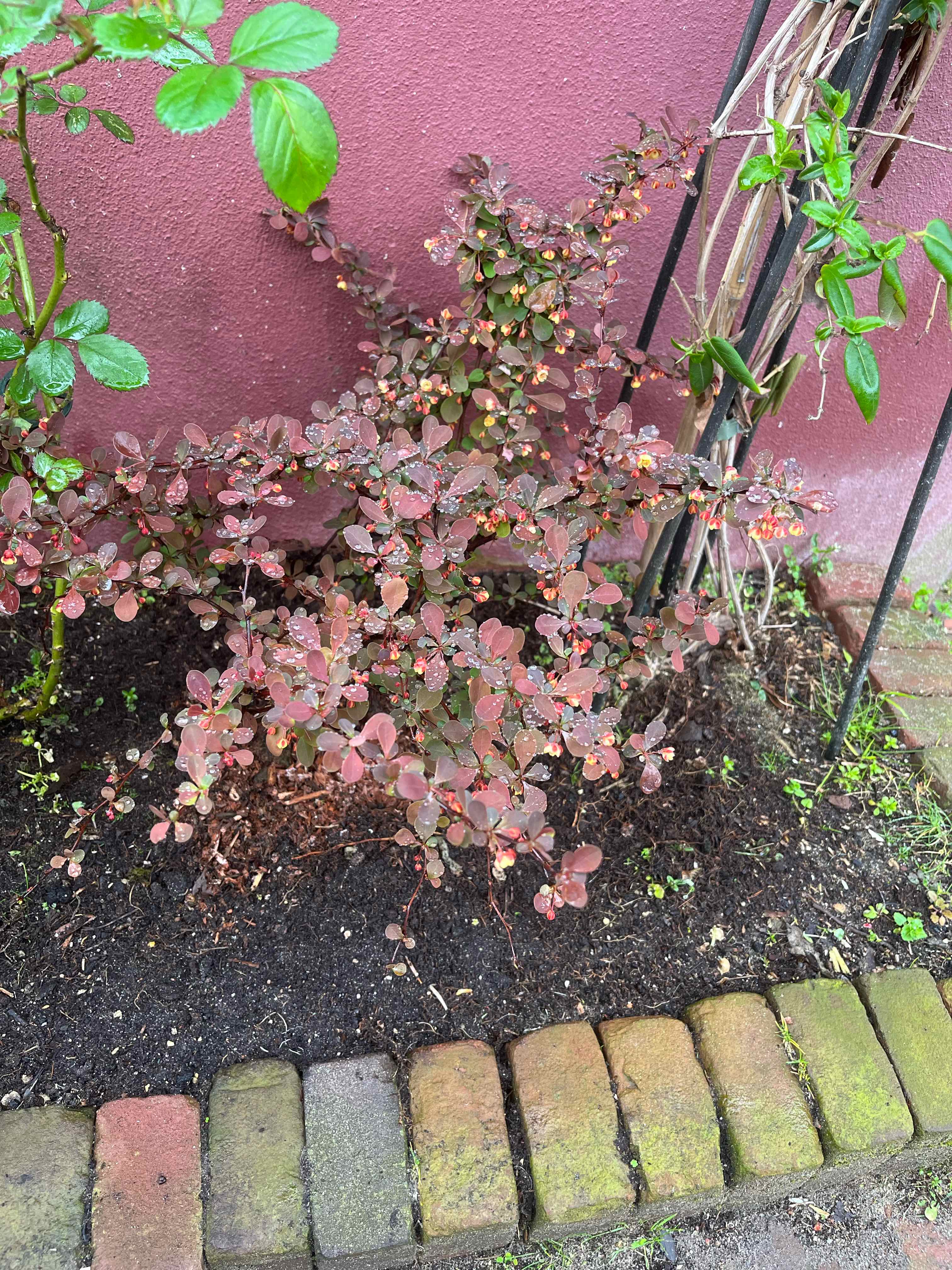 Japanese Barberry plant with reddish leaves, well-framed and healthy.