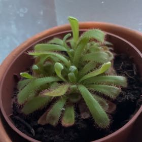 Photo of the plant species Sundew by @SoaringHarebell named Rosa on Greg, the plant care app