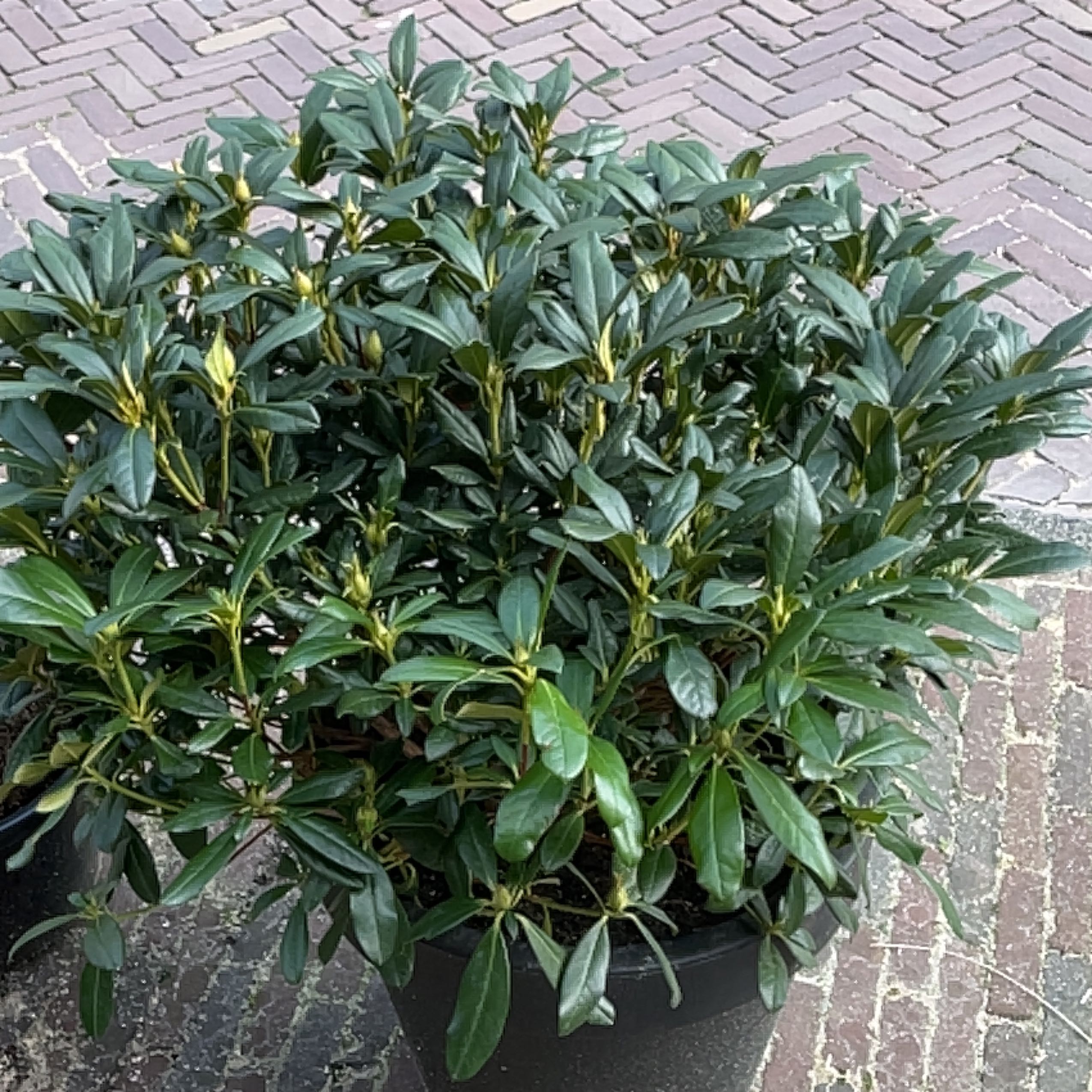 Photo of the plant species Encore Azalea Autumn Twist by @SoaringHarebell named Coco on Greg, the plant care app