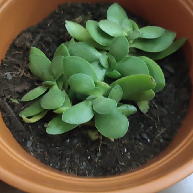 Photo of the plant species Crassula platyphylla 'minima' by @SteamyBabytoes named Mando on Greg, the plant care app