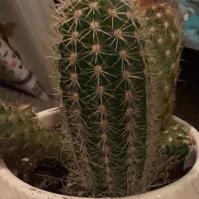 Plant care for Assorted Thrixanthocereus on Greg, the plant care app