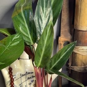 Photo of the plant species prayer plant by @AnxiousLemons named Esme on Greg, the plant care app