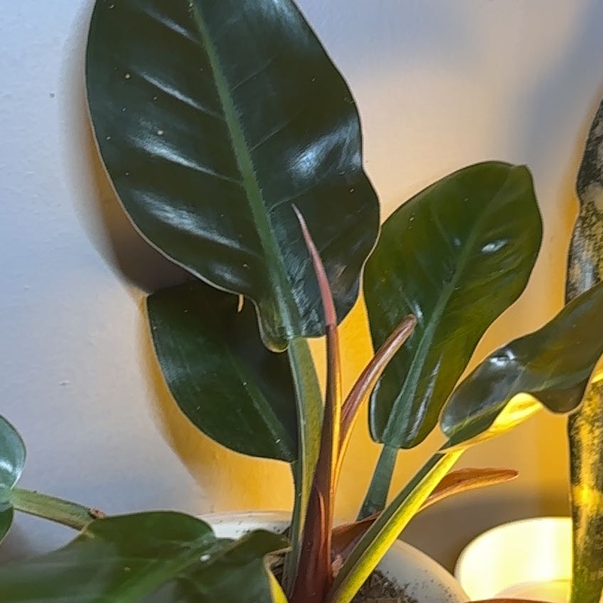 Photo of the plant species Philodendron 'New Red' by @AnxiousLemons named Sonora on Greg, the plant care app