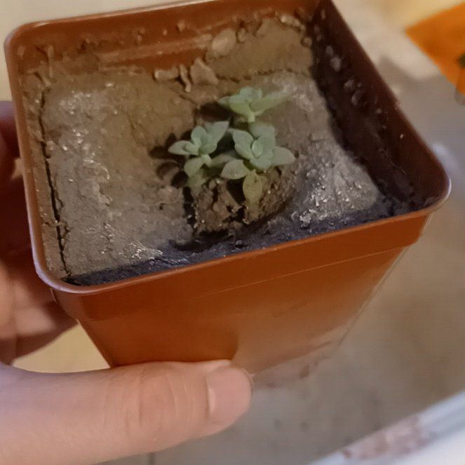 Photo of the plant species Hen and Chicks Dea by @ShowyQuenepa named Foxxy on Greg, the plant care app