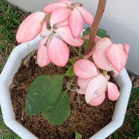 Photo of the plant species Mussaenda pubescens by @DeanDragontree named Gates on Greg, the plant care app
