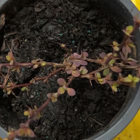 Berberis Thunbergii (Japanese Barberry)