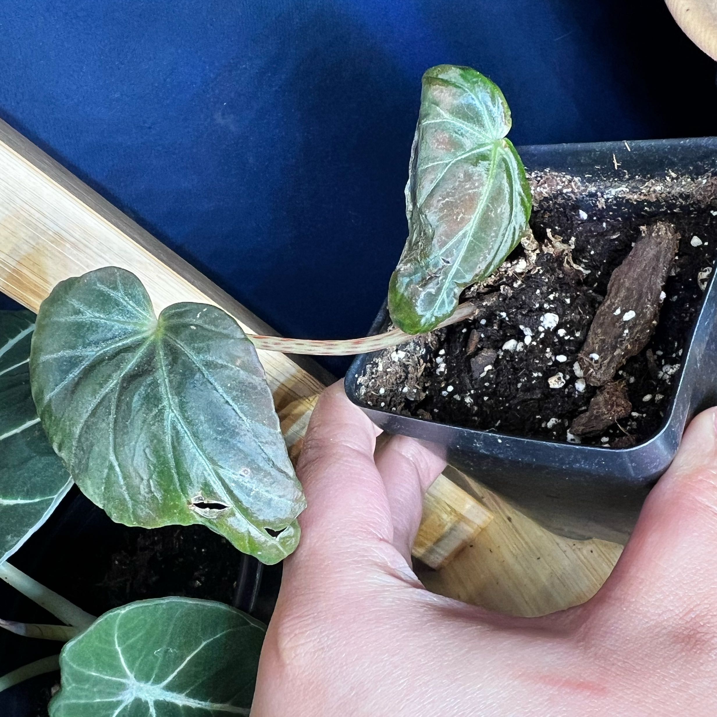 Photo of the plant species Burkill's Begonia by @FancierMarjoram named Drake on Greg, the plant care app
