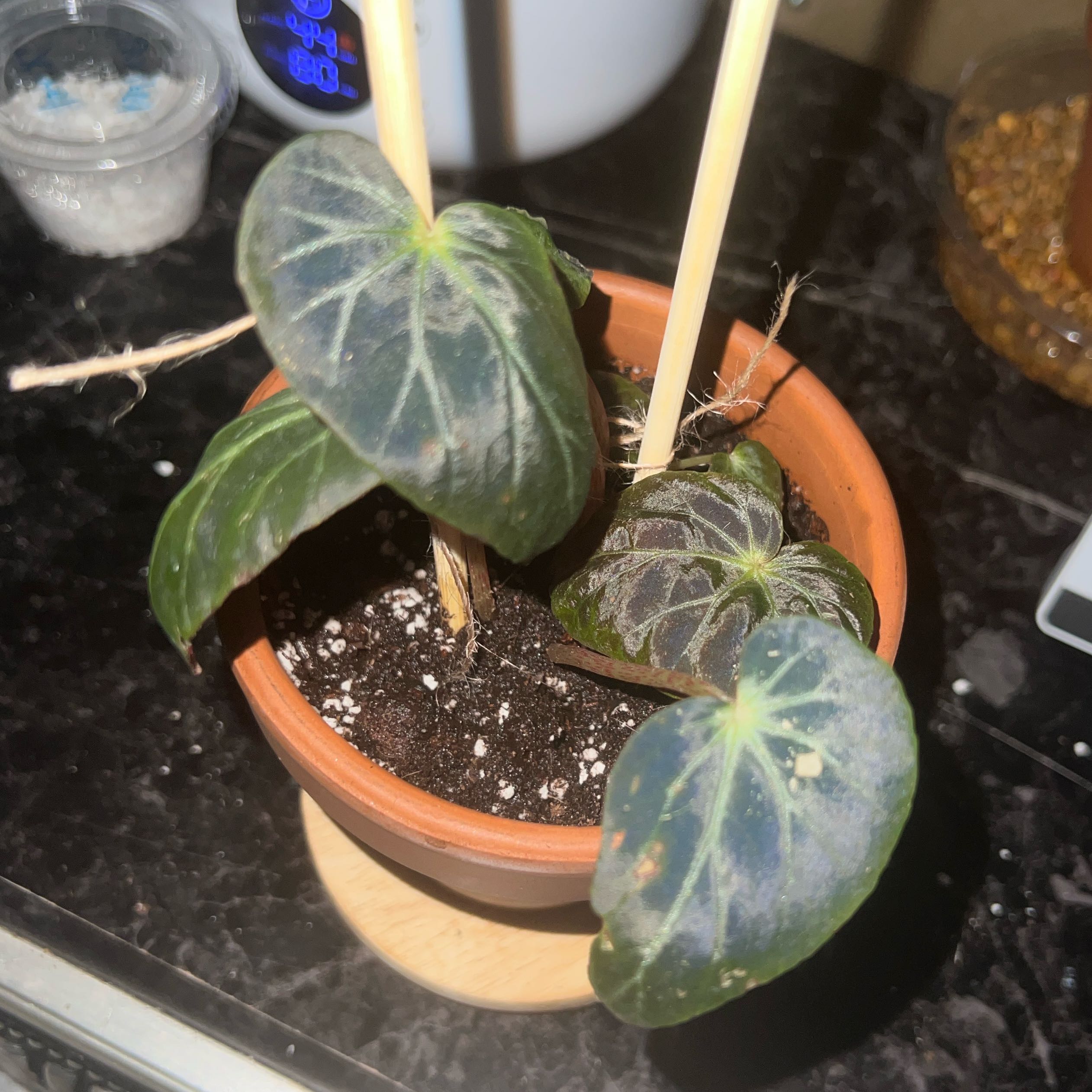 Photo of the plant species Burkill's Begonia by @FancierMarjoram named Eva on Greg, the plant care app
