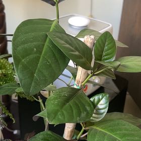 Photo of the plant species Pseuderanthemum 'Rubrum' by @FieryChainfern named Dillilah on Greg, the plant care app