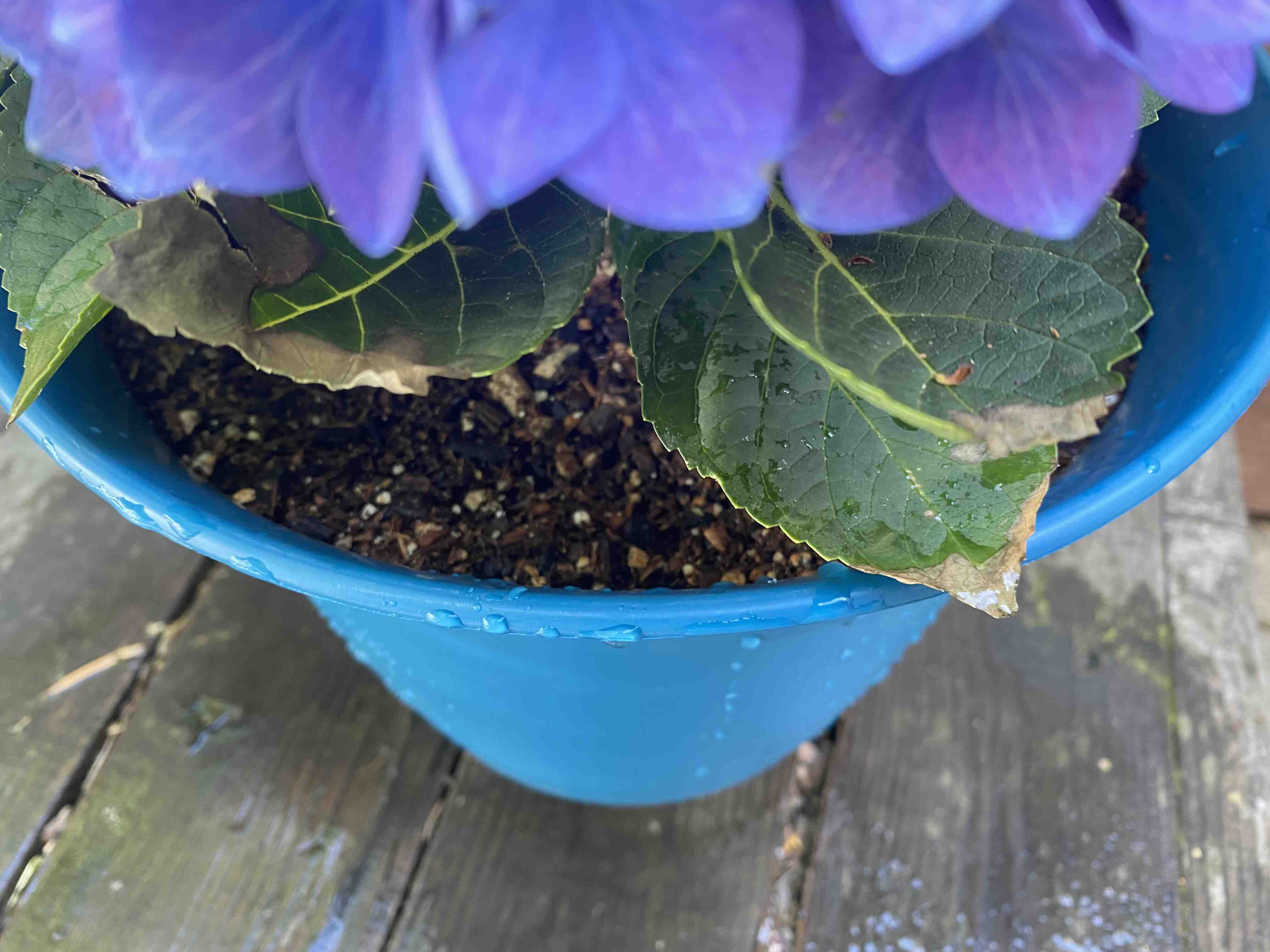 French Hydrangea in a blue pot with purple flowers and some browning leaves.