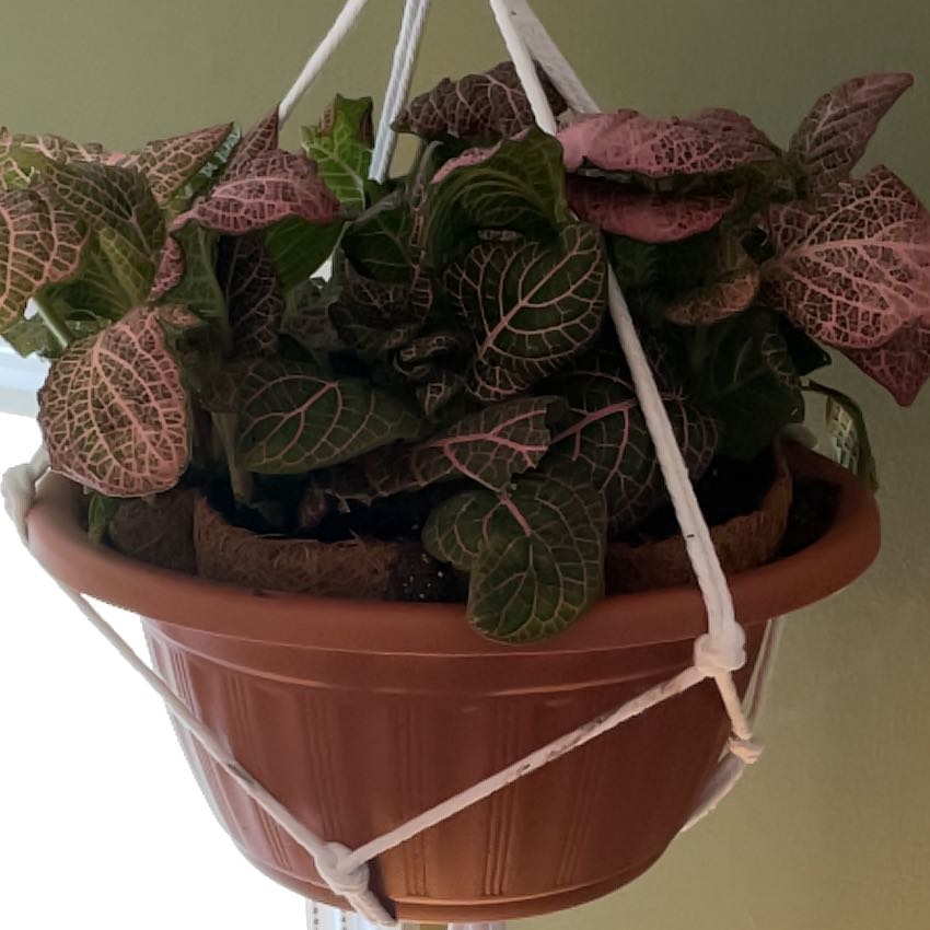 Pink Wave Nerve Plant in a hanging pot with vibrant pink and green leaves.