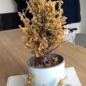 Photo of the plant species Plum Cedar by @PluckyDamsii named Forrest on Greg, the plant care app
