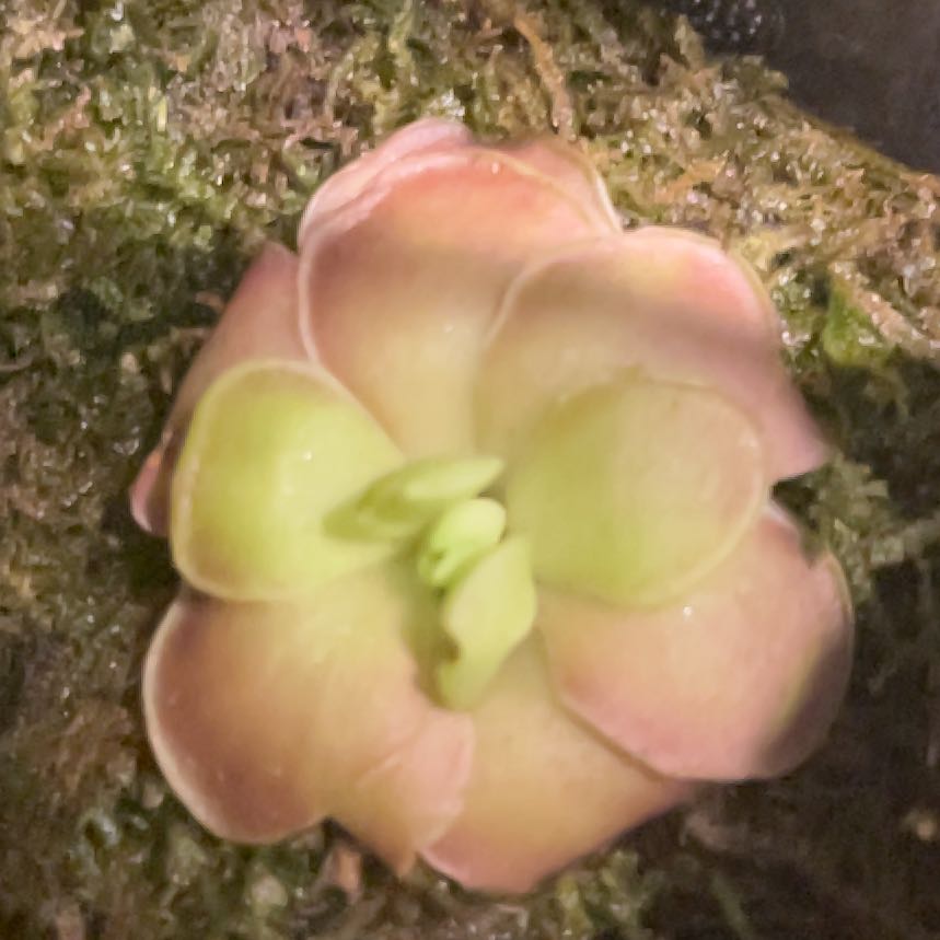 Plant care for Andong Bladderwort on Greg, the plant care app