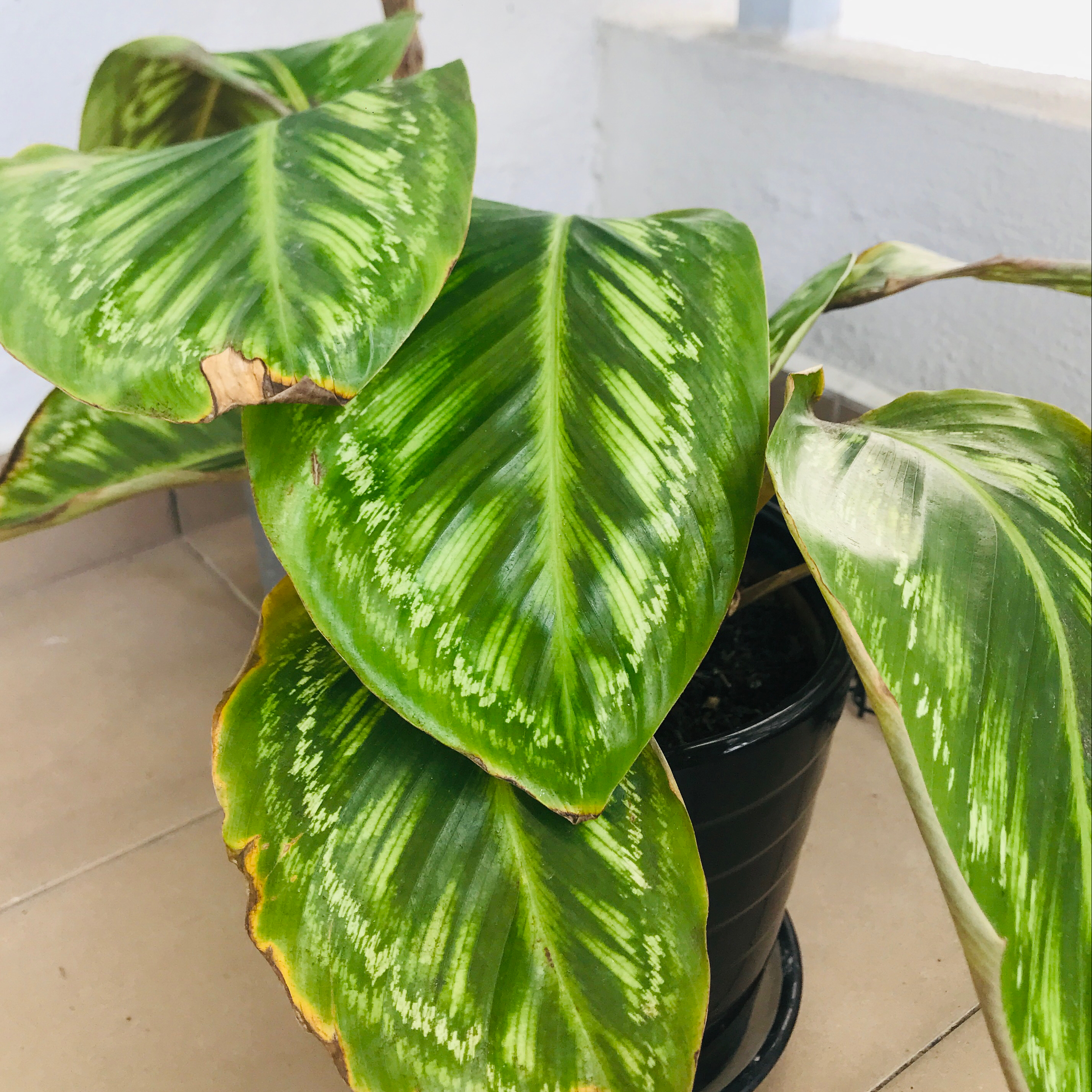 Photo of the plant species Calathea 'Flamestar' by @HappyQuivertree named Prince on Greg, the plant care app