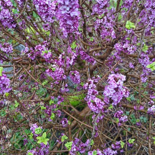 Photo of the plant species Paradise Plant by @AlwaysCidergum named Bigleef Smalls on Greg, the plant care app