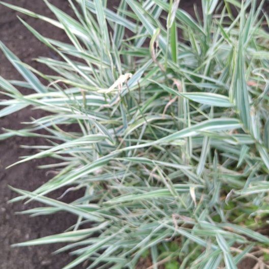 Photo of the plant species Kikuyugrass by @AlwaysCidergum named Sol on Greg, the plant care app