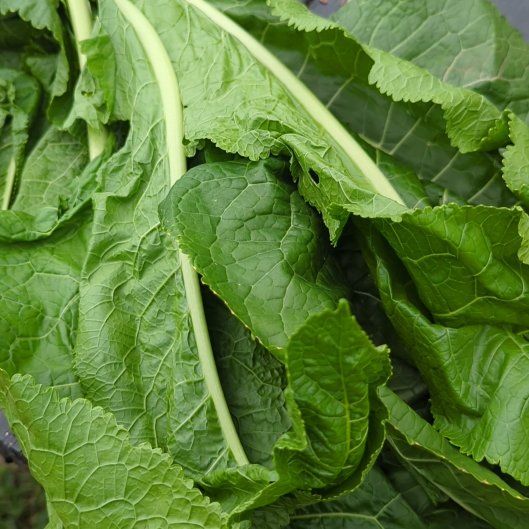 Photo of the plant species Horseradish by @AlwaysCidergum named Athena on Greg, the plant care app