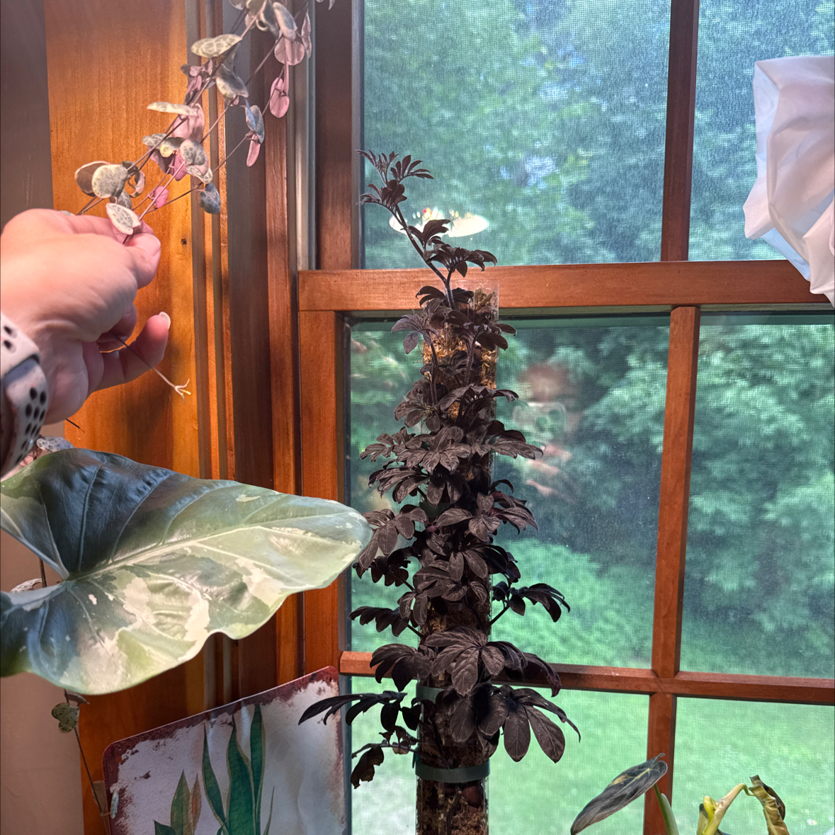 Photo of the plant species Solanum uleanum by @AdmiredFlaxsilk named Lebron on Greg, the plant care app