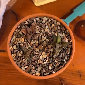 Photo of the plant species Haworthia emelyae comptoniana by @AdmiredFlaxsilk named LiloStitch on Greg, the plant care app