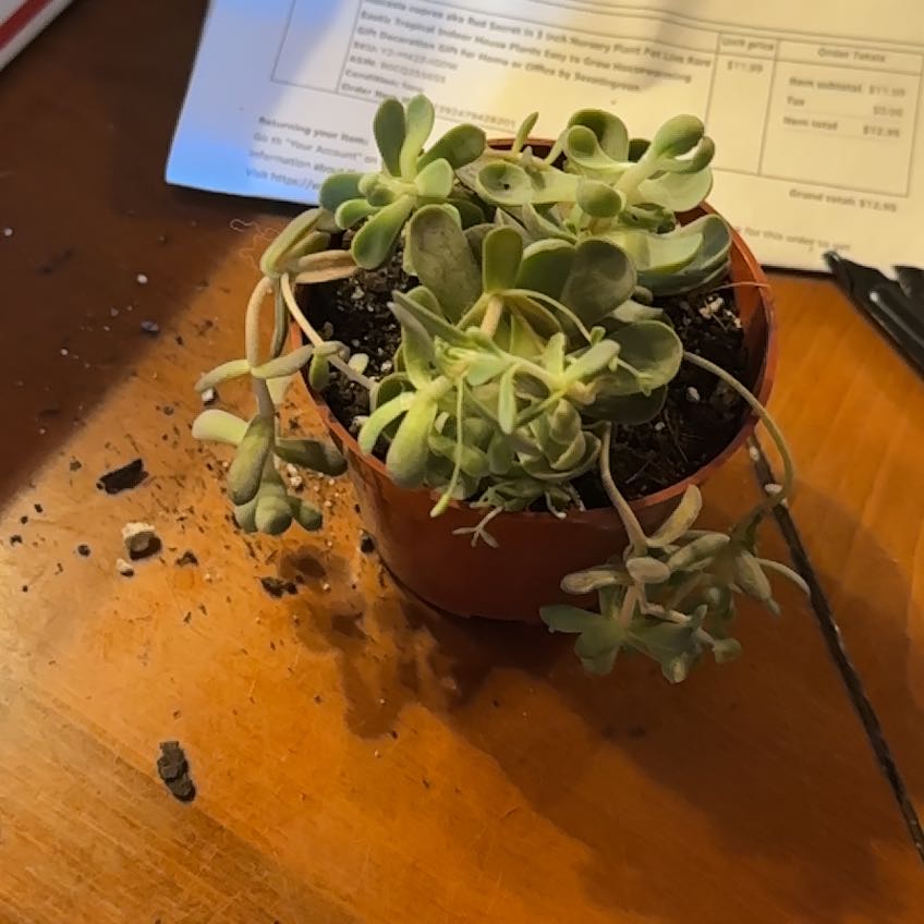 Photo of the plant species Orostachys iwarenge by @AdmiredFlaxsilk named Harmony on Greg, the plant care app