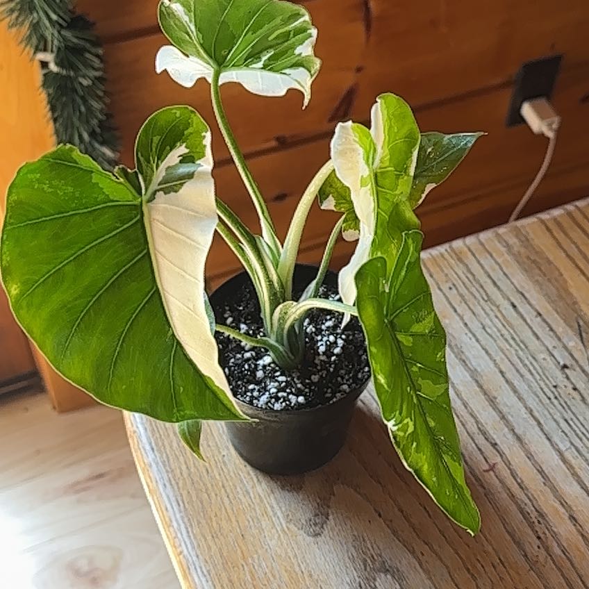 Photo of the plant species Okinawa by @AdmiredFlaxsilk named Beautiful on Greg, the plant care app