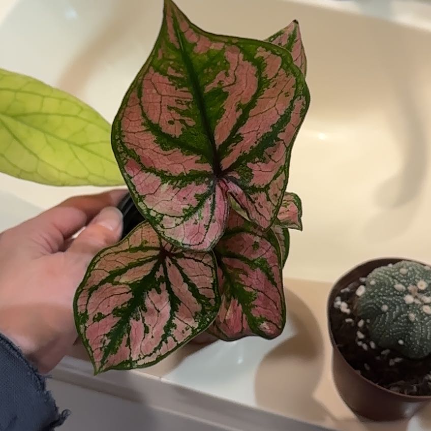 Photo of the plant species Fiesta Caladium by @AdmiredFlaxsilk named Purple light on Greg, the plant care app