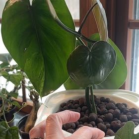 Photo of the plant species Variegated Heart-Leaf Philodendron by @AdmiredFlaxsilk named Shakira on Greg, the plant care app