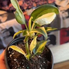Photo of the plant species Philodendron 'Gabby' by @AdmiredFlaxsilk named Walt on Greg, the plant care app