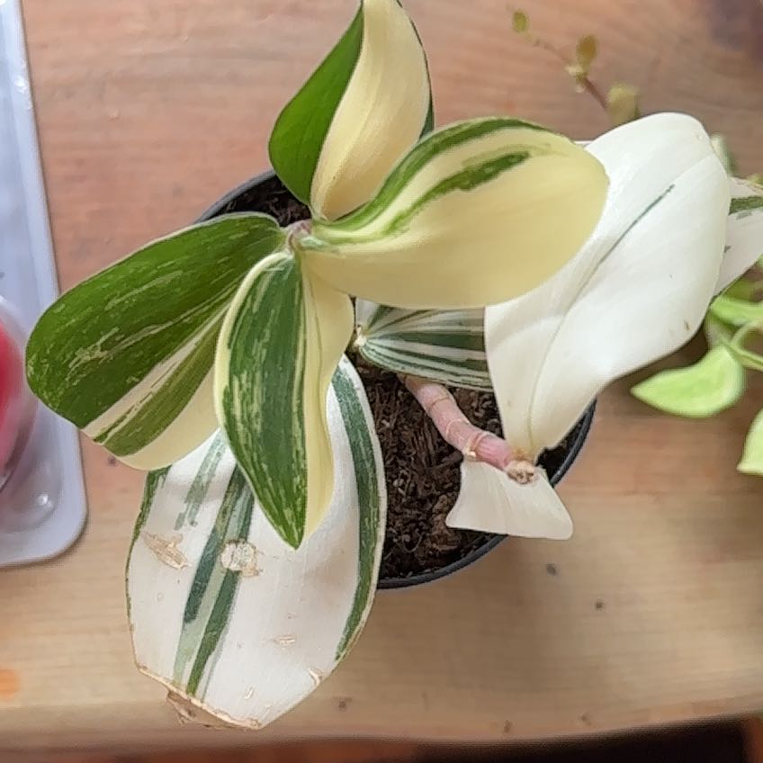 Photo of the plant species Variegated Spiral Ginger by @AdmiredFlaxsilk named Doja Cat on Greg, the plant care app
