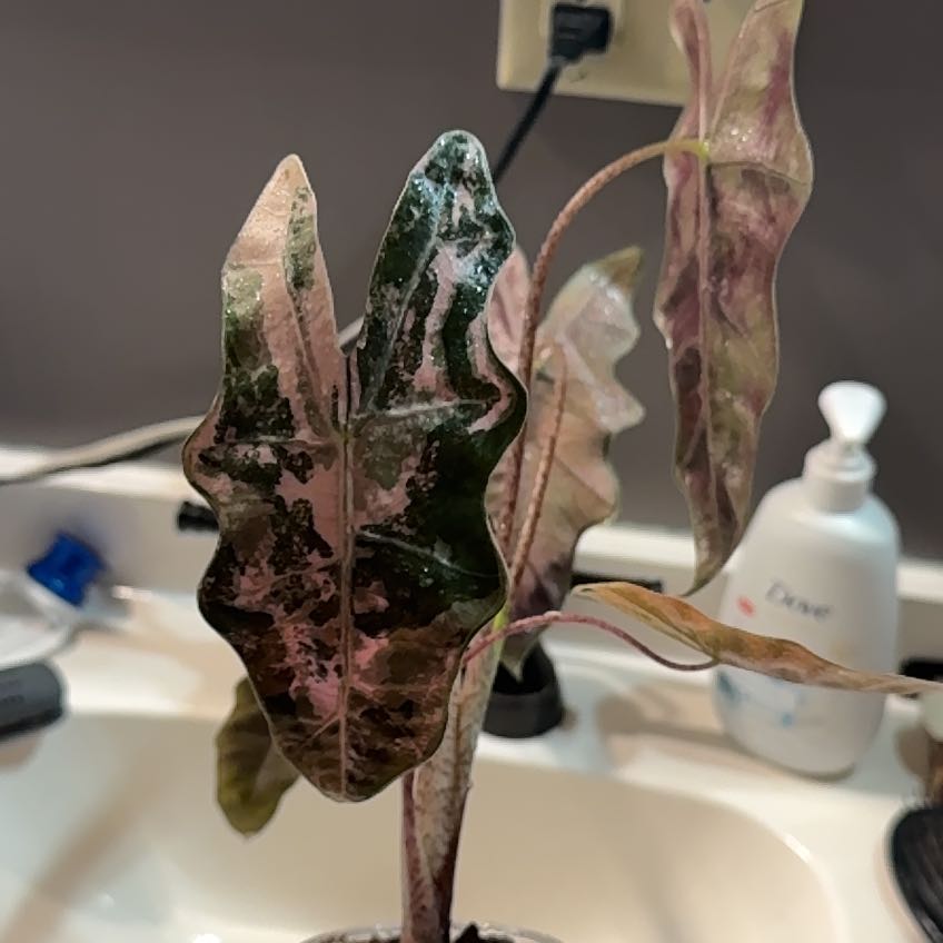 Photo of the plant species Alocasia Sanderiana by @AdmiredFlaxsilk named Dolores on Greg, the plant care app