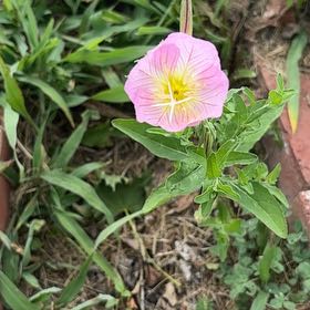 Photo of the plant species Showy Pink Evening Primrose by @LegitGray named Harmony on Greg, the plant care app