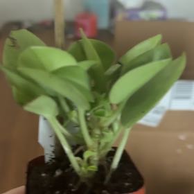 Plant care for Vinca Vine Variegated on Greg, the plant care app