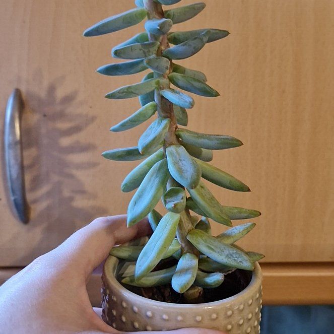 Photo of the plant species Echeveria 'Arrow Setosa' by @SwellSunsetaloe named Gaga on Greg, the plant care app