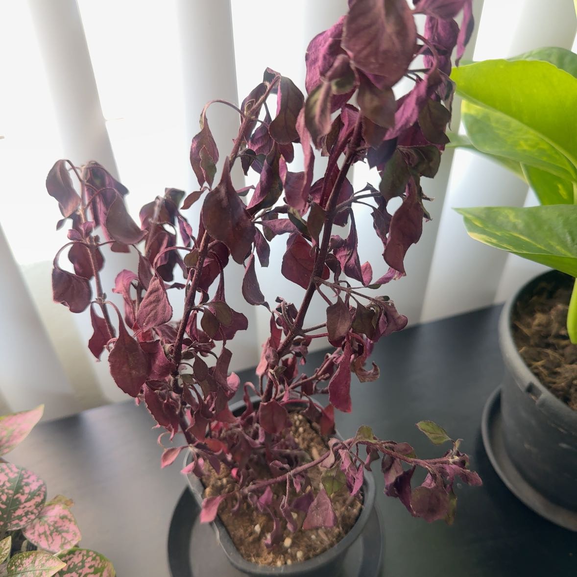 Photo of the plant species Metal Weed by @ZealfulRiberry named Muhammad Ali on Greg, the plant care app