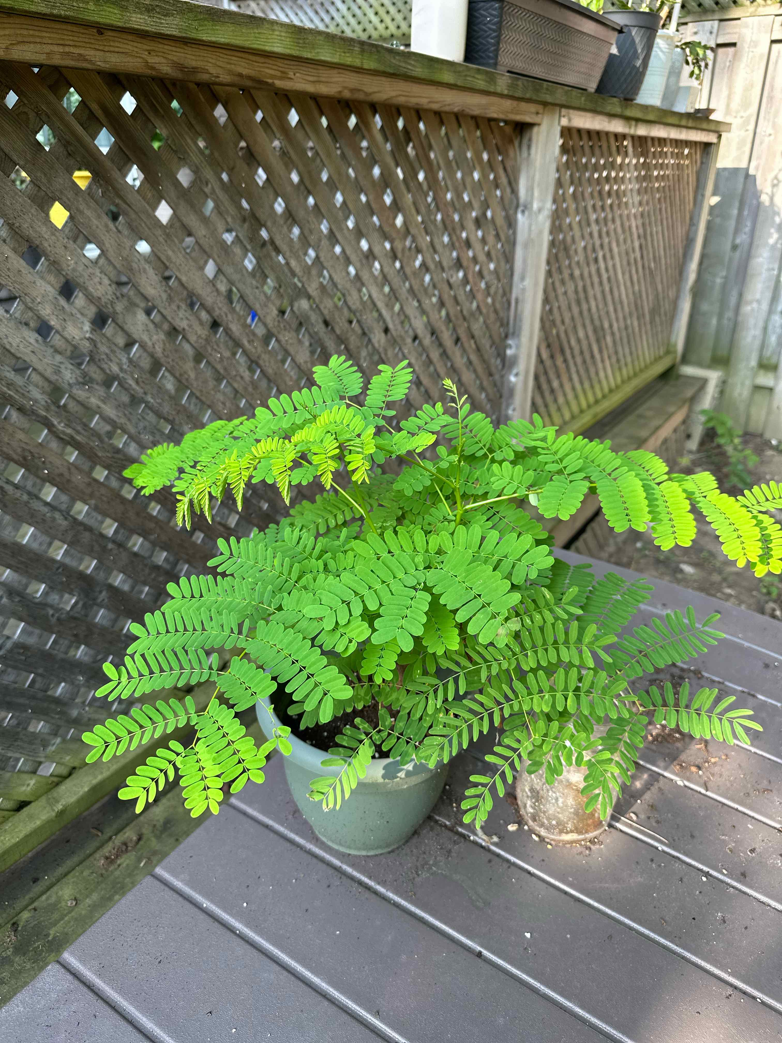 Photo of the plant species Bonsai plant by @Holidae named Bonsai on Greg, the plant care app