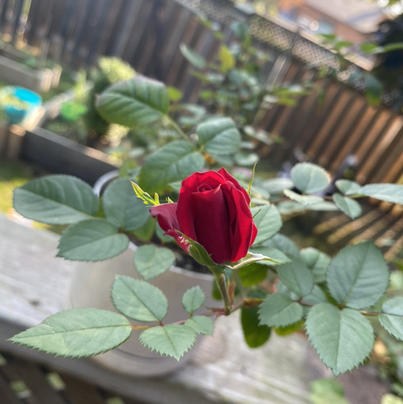 Dog Rose plant with a red flower bud and healthy green leaves in a pot outdoors.
