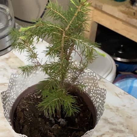 Photo of the plant species Eastern Spruce by @Holidae named Spud Jr on Greg, the plant care app