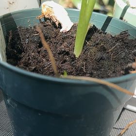 Photo of the plant species White Calla Lily by @Holidae named McKinley on Greg, the plant care app