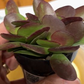 Photo of the plant species Crassula 'Burgundy' by @ProPalominocup named James Dean on Greg, the plant care app