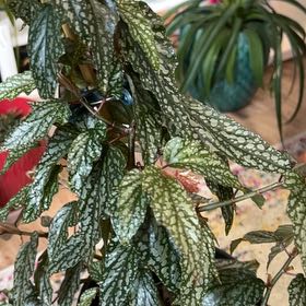 Photo of the plant species Begonia Medora by @BackupTreeivy named Hamilton on Greg, the plant care app