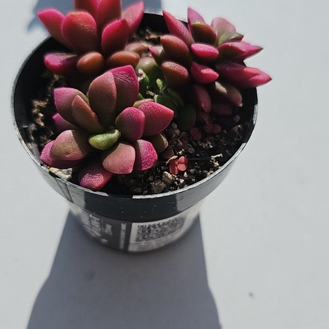 Photo of the plant species Anacampseros telephiastrum by @KookyTigerjade named ChloroPhil on Greg, the plant care app