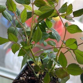 Photo of the plant species Parade Rose by @BreezyBaywillow named Soul on Greg, the plant care app