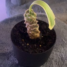 Photo of the plant species Variegated Euphorbia Poissonii by @LucentSeastock named Marley on Greg, the plant care app
