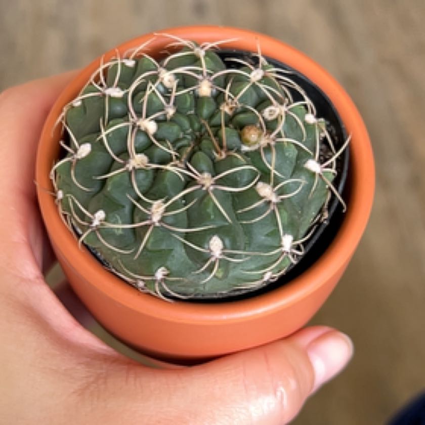 Photo of the plant species Gymnocalycium baldianum 'variegata' by @TouchingDamsii named Aria on Greg, the plant care app