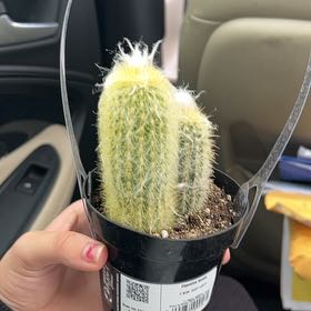 Photo of the plant species Peruvian Old Man Cactus by @YernRemotesedge named Planty on Greg, the plant care app