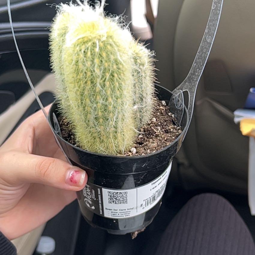Photo of the plant species Peruvian Old Man Cactus by @YernRemotesedge named Navajo on Greg, the plant care app