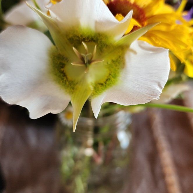 Photo of the plant species Sego Lily by @StrongKeylime named Oscar on Greg, the plant care app